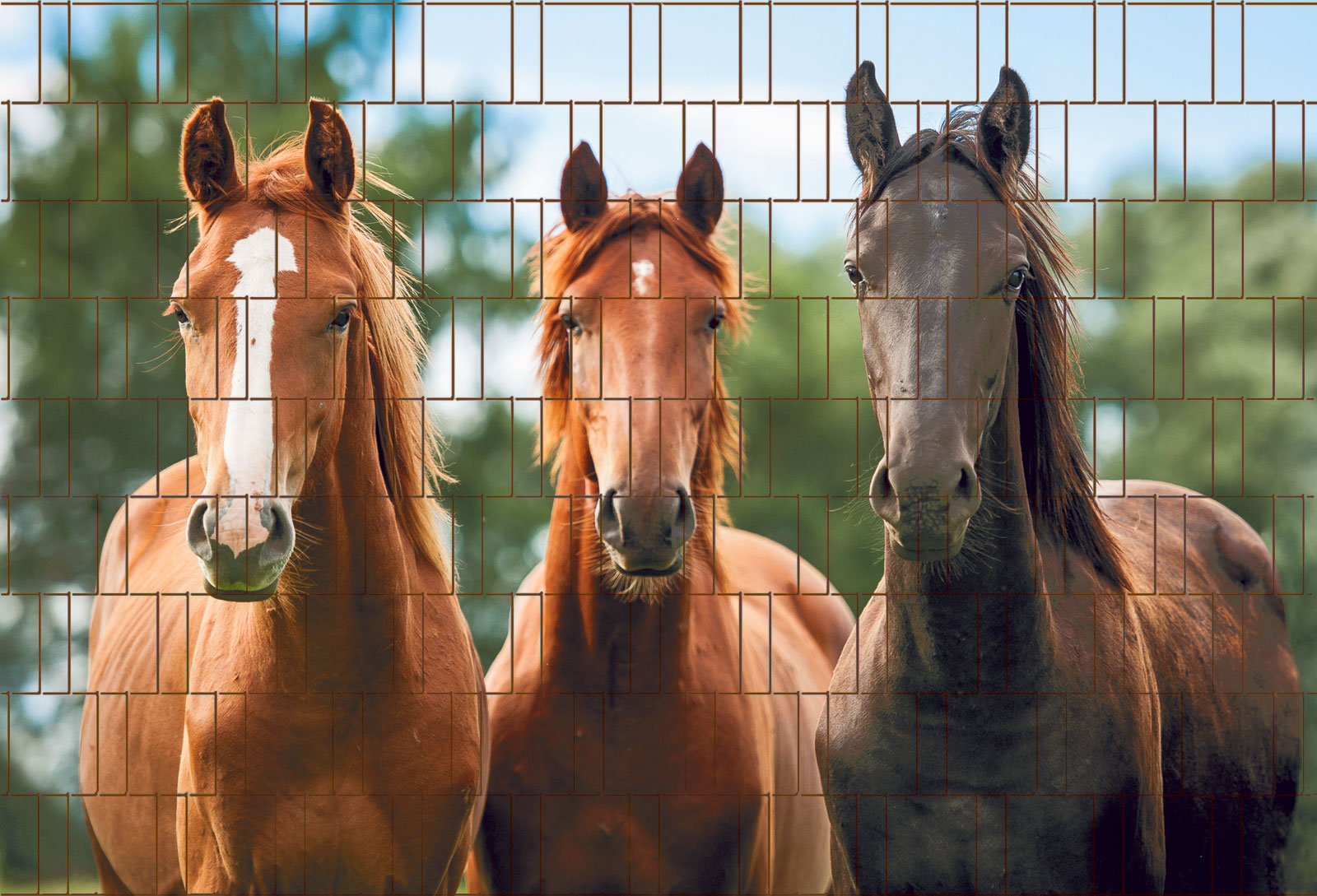 Pferde - Bedruckter Sichtschutz Streifen Rolle Doppelstab Zaun