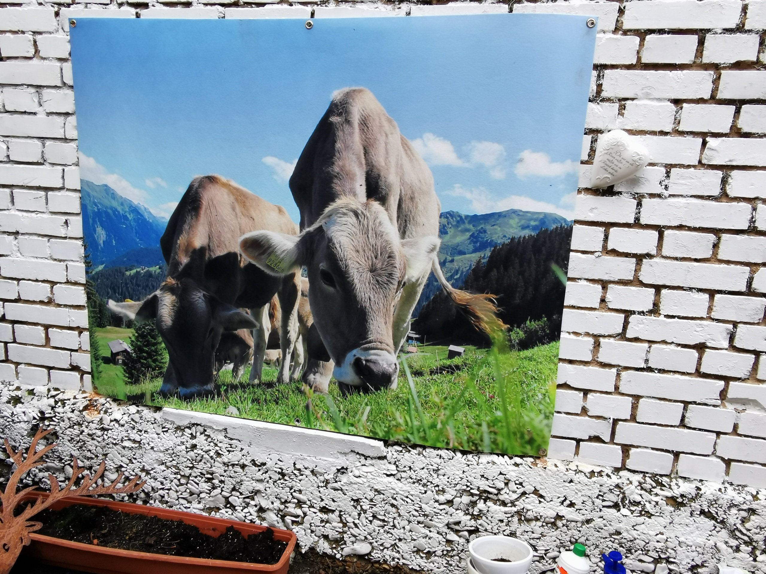Zaunposter & Gartenposter Alpen-Kühe